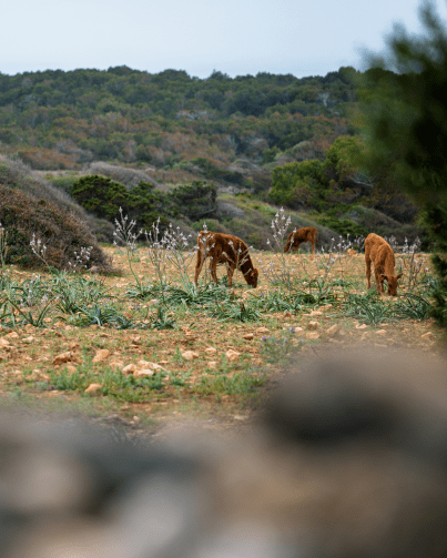 Trail Menorca